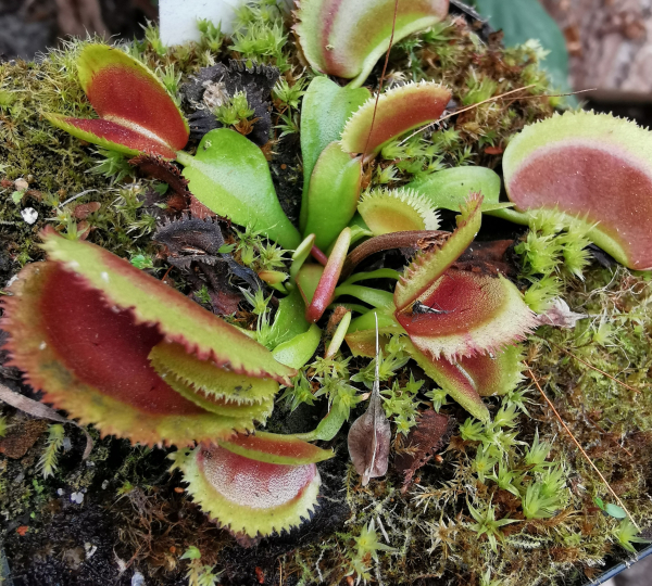 Große gesunde Fallen